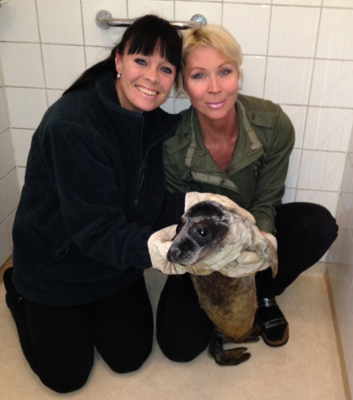 Lili Päivärinta, Anneli Berglund and the seal calf Sälle