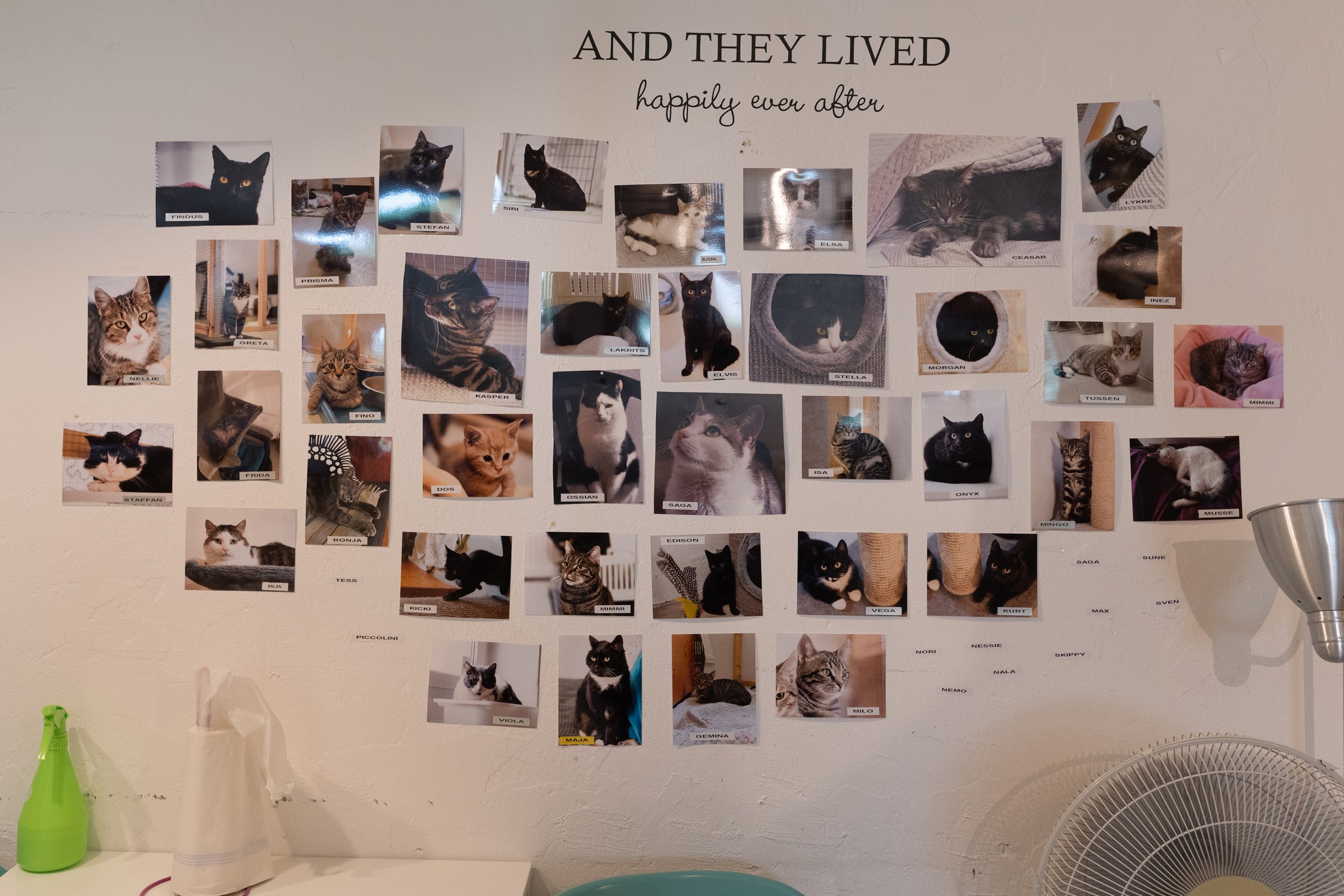 A wall covered in pictures of all the cats that Katthjälpen i Malmö has helped find a new happy home for!