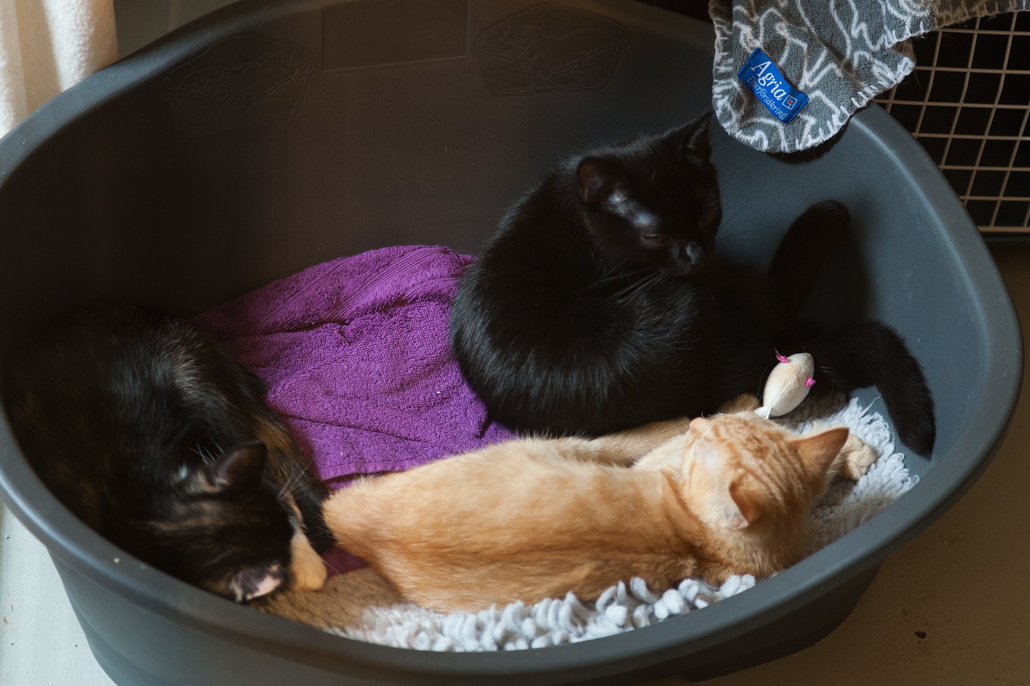 A bucket of kittens at Katthjälpen i Malmö's shelter